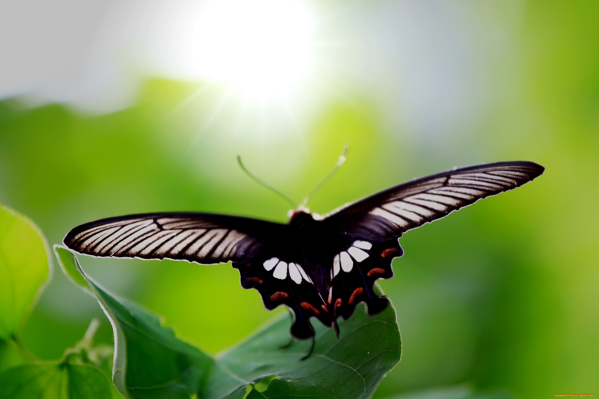 , ,  ,  , , , brightness, colors, butterfly, 